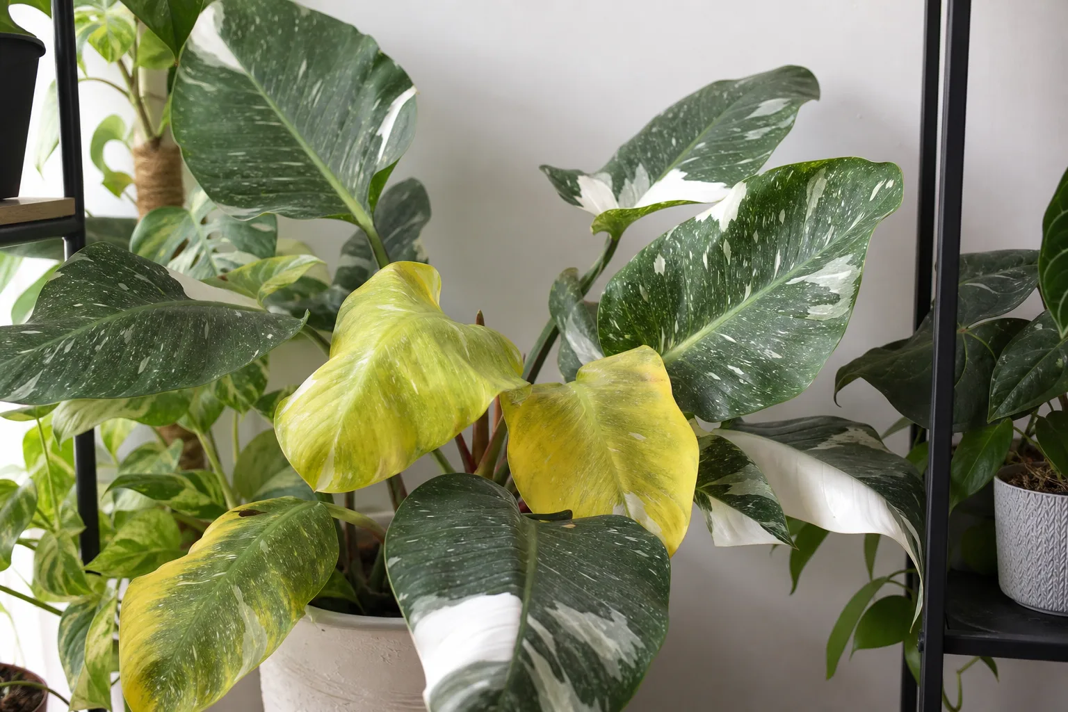 Yellow Leaves on Philodendron White Knight - visible symptom on the plant