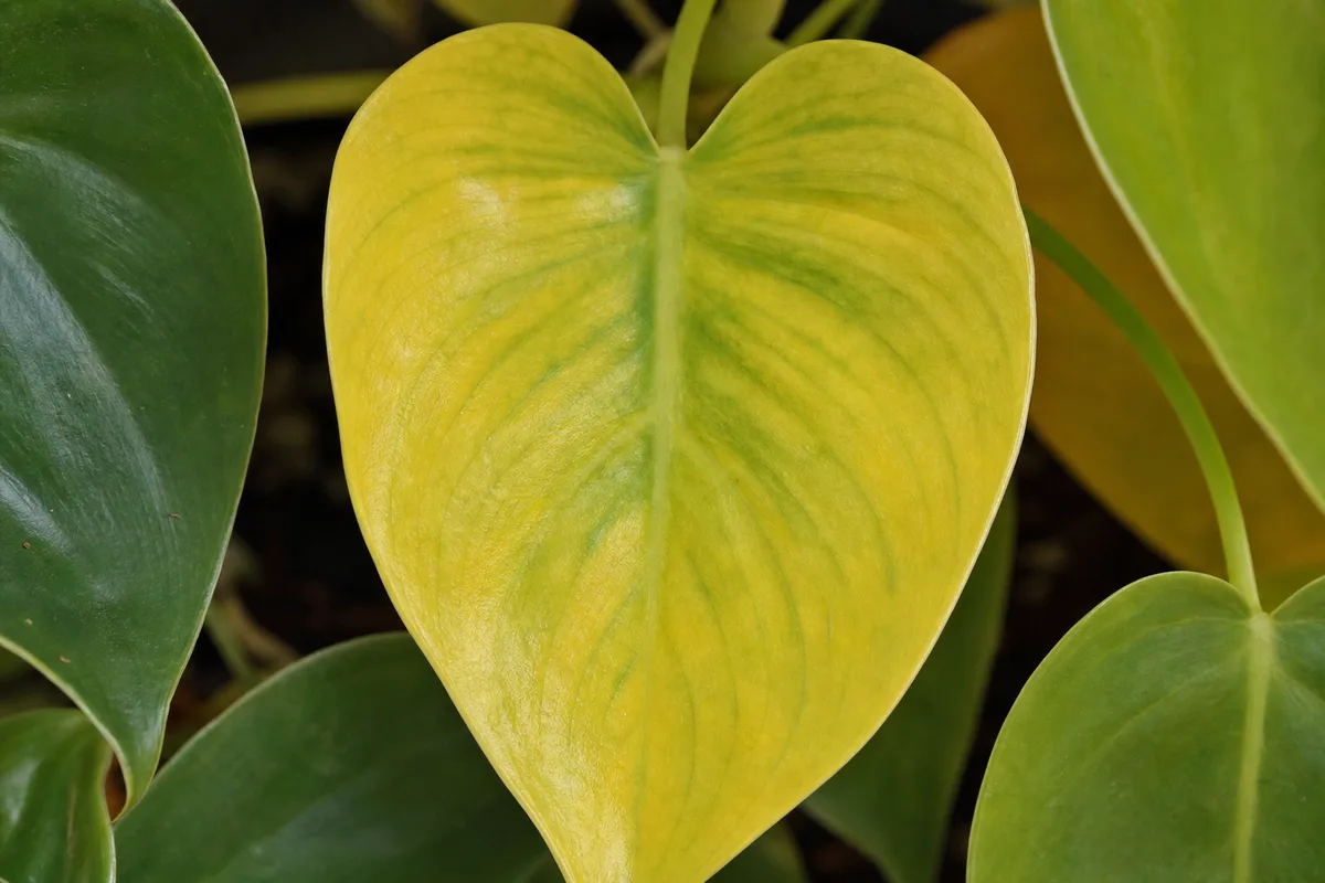 Close-up of Yellow Leaves on Heartleaf Philodendron - diagnostic detail