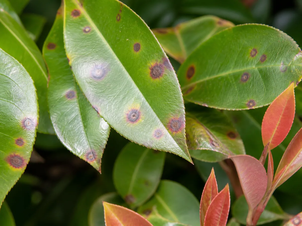 Comparable Entomosporium leaf-spot lesions on photinia foliage; this example shows the spotting pattern, not Indian hawthorn