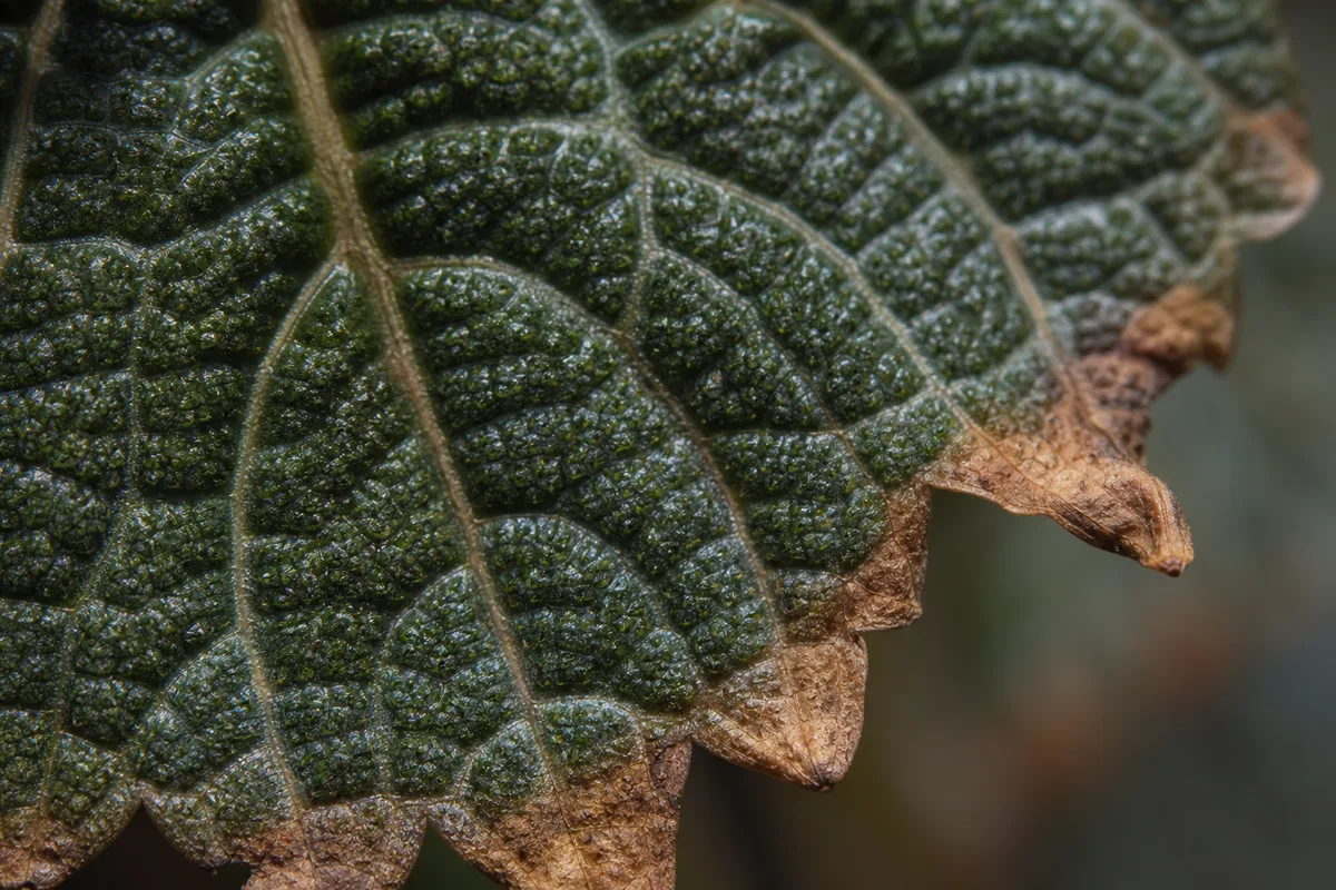 Close-up of Brown Tips on Pilea Moon Valley - diagnostic detail