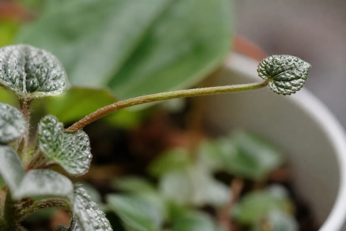 Close-up of Leggy Growth on Pilea Moon Valley - diagnostic detail