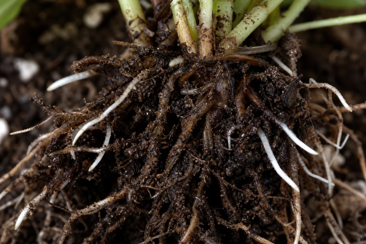 Close-up of Root Rot on Pilea Moon Valley - diagnostic detail