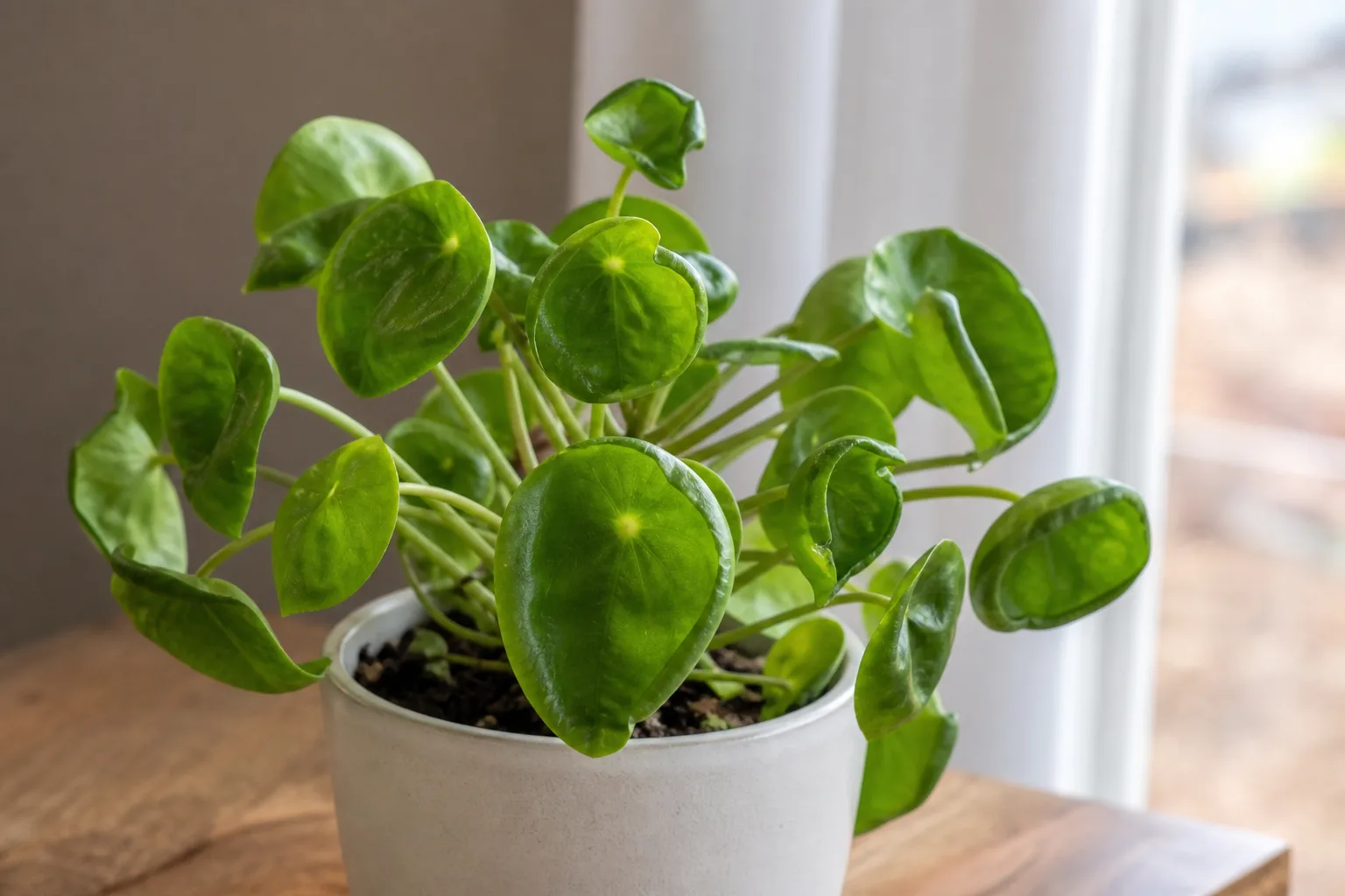 Curling Leaves on Pilea Peperomioides - visible symptom on the plant