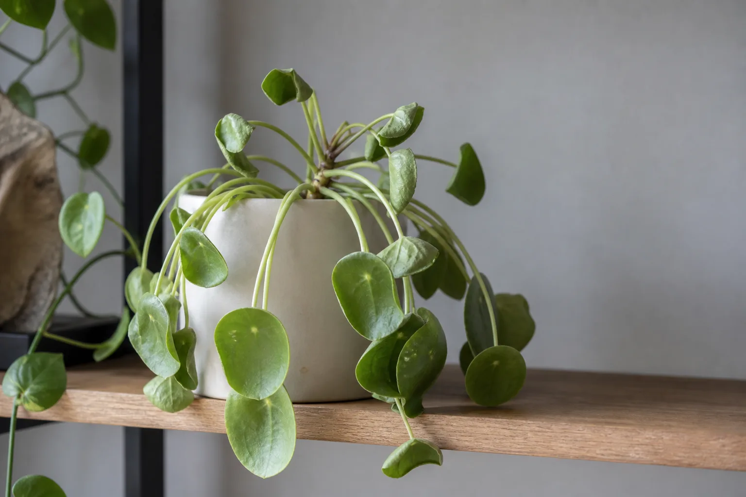 Drooping Leaves on Pilea Peperomioides - visible symptom on the plant