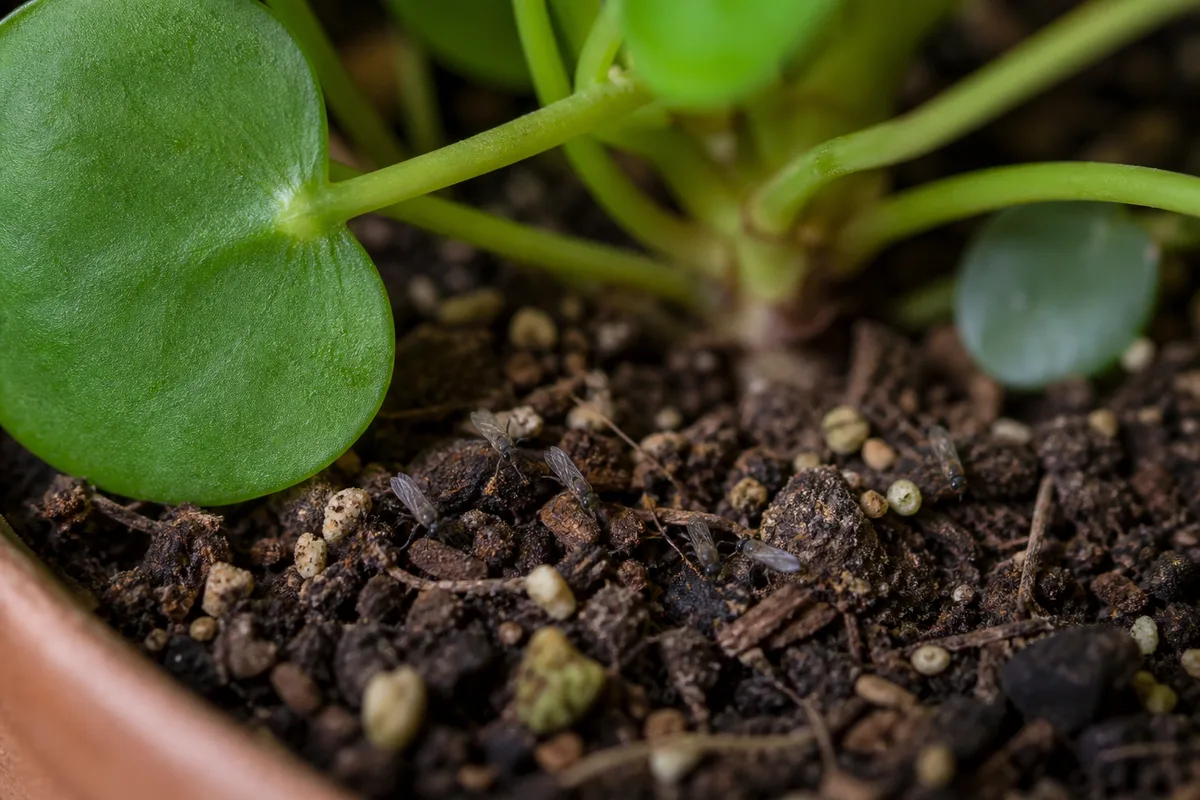 Close-up of Fungus Gnats on Pilea Peperomioides - diagnostic detail