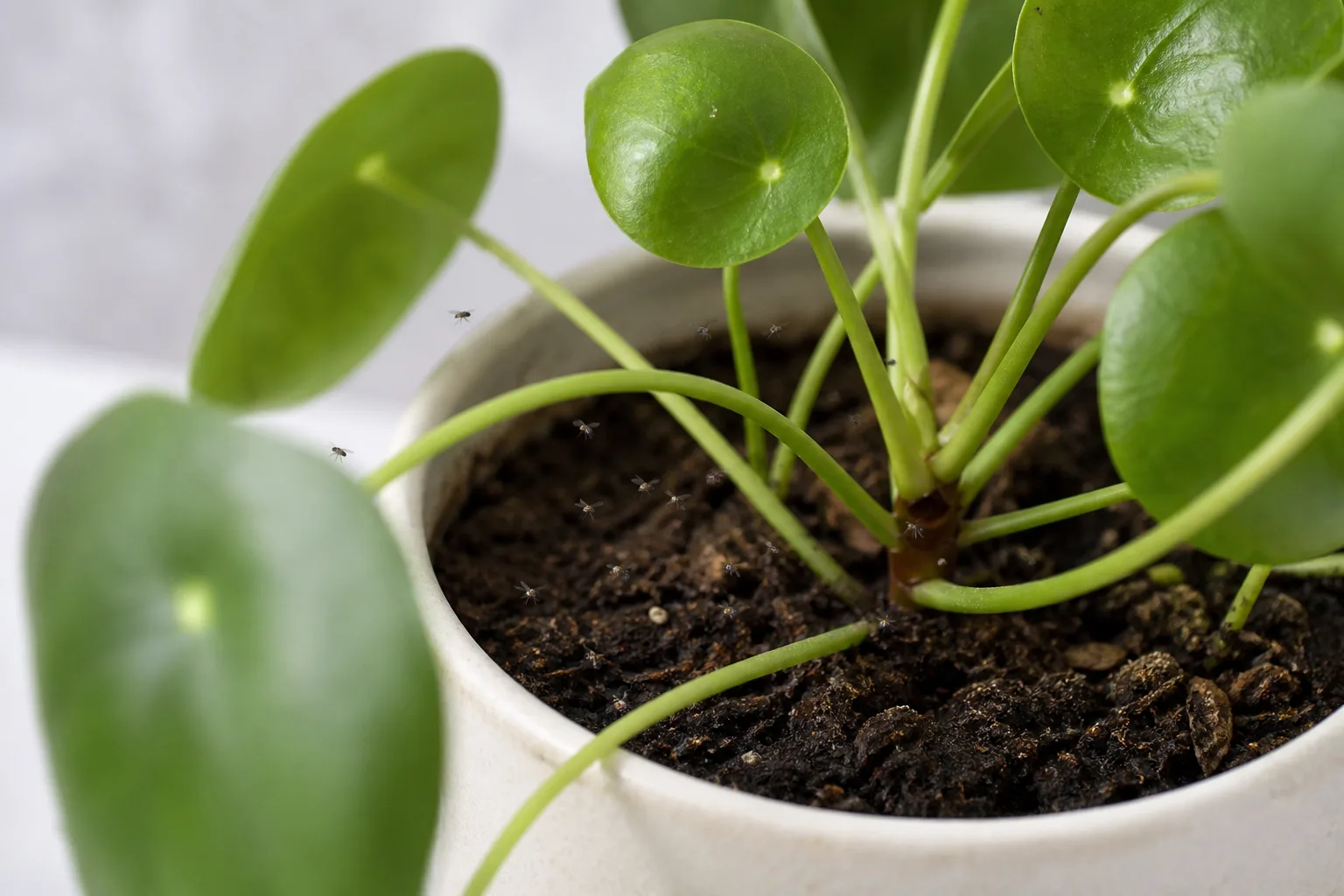 Fungus Gnats on Pilea Peperomioides - visible symptom on the plant