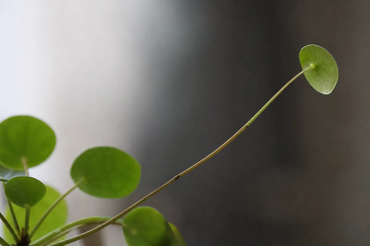 Close-up of Leggy Growth on Pilea Peperomioides - diagnostic detail
