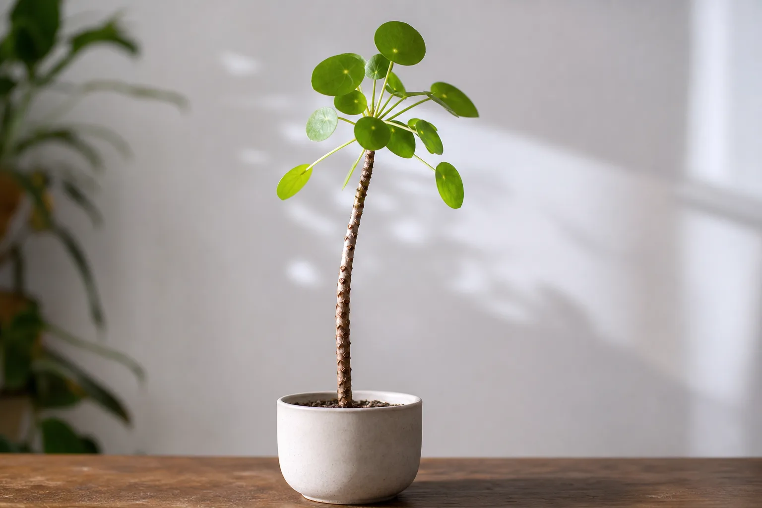 Leggy Growth on Pilea Peperomioides - visible symptom on the plant