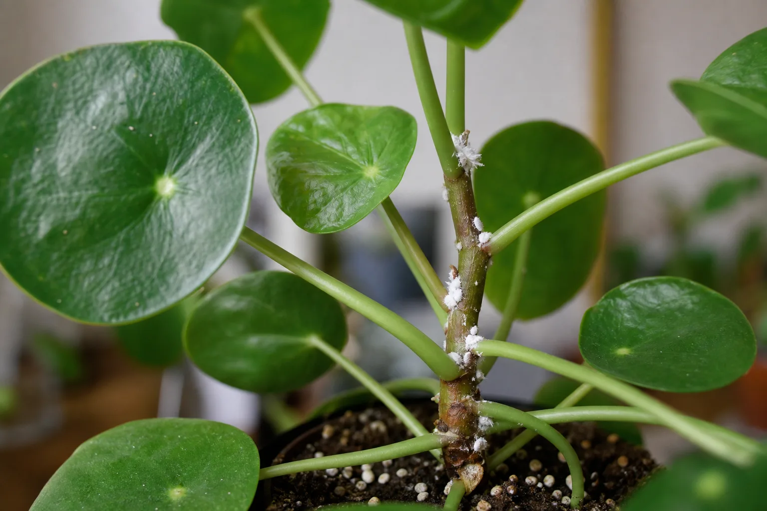 Mealybugs on Pilea Peperomioides - visible symptom on the plant