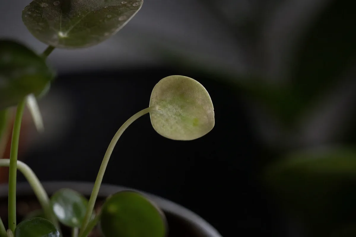 Close-up of Not Enough Light on Pilea Peperomioides - diagnostic detail