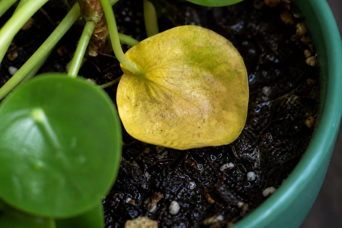 Close-up of Overwatering on Pilea Peperomioides - diagnostic detail