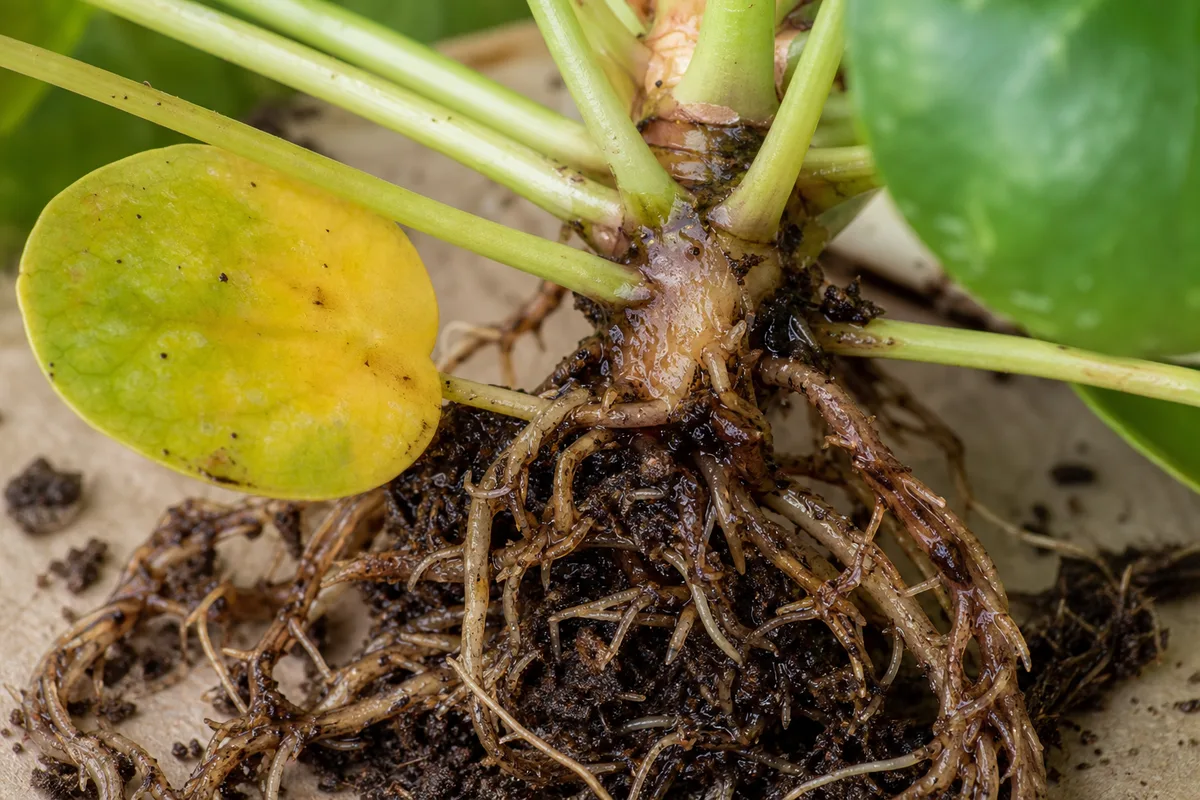 Close-up of Root Rot on Pilea Peperomioides - diagnostic detail