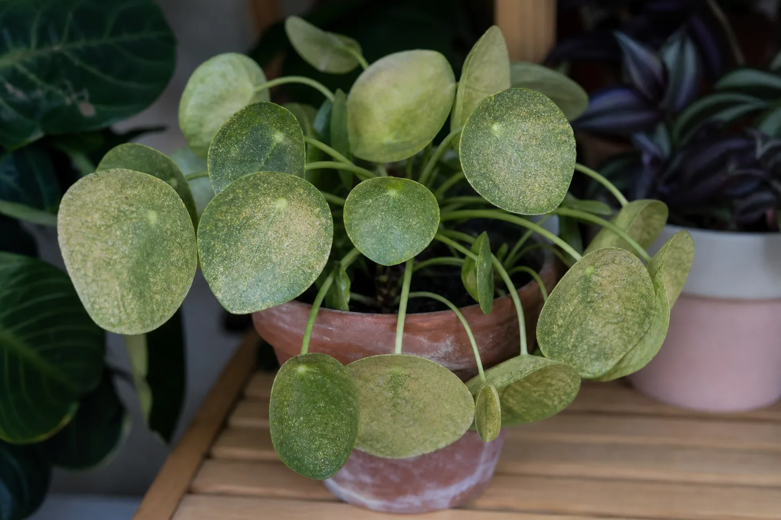 Spider Mites on Pilea Peperomioides - visible symptom on the plant
