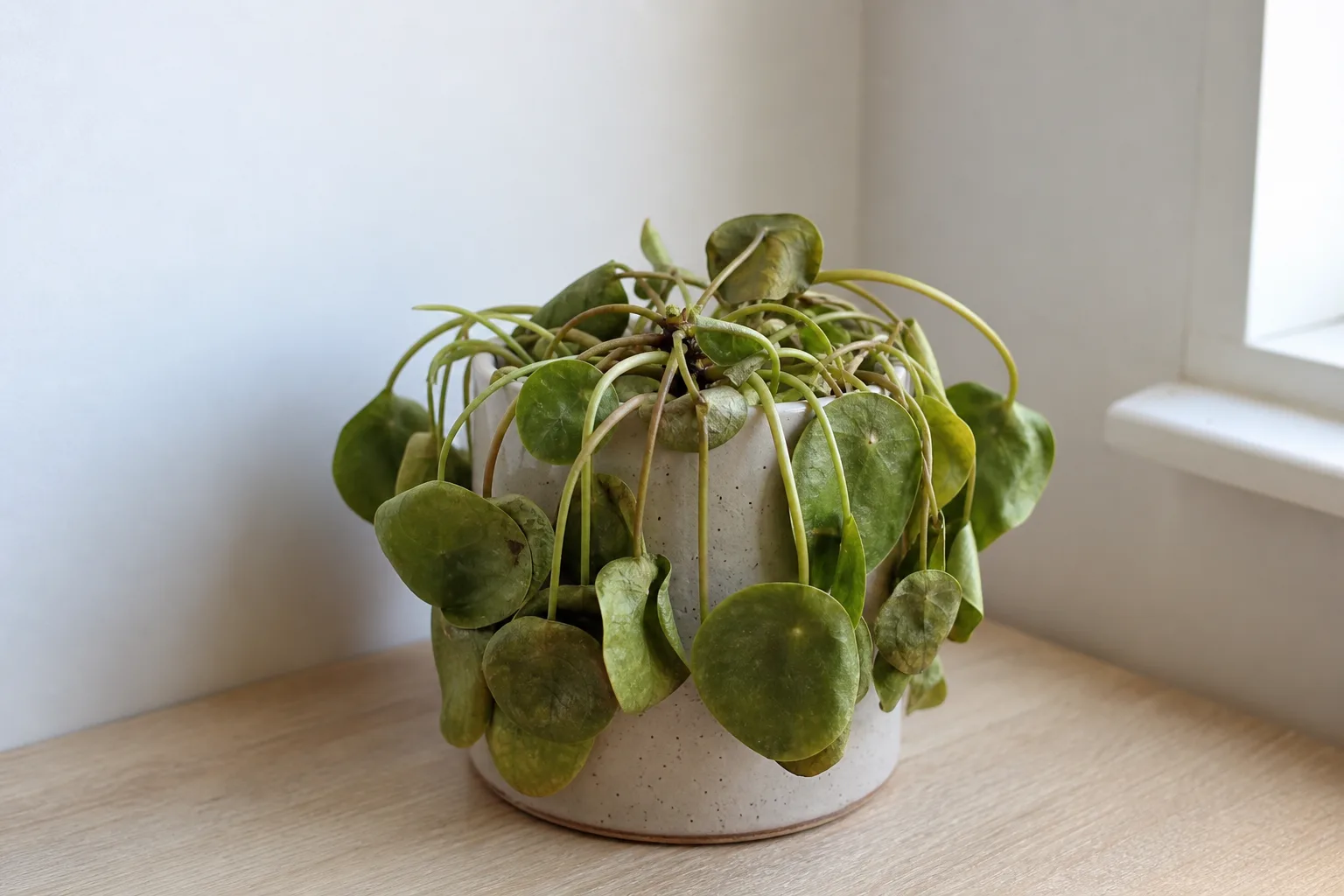 Wilting on Pilea Peperomioides - visible symptom on the plant