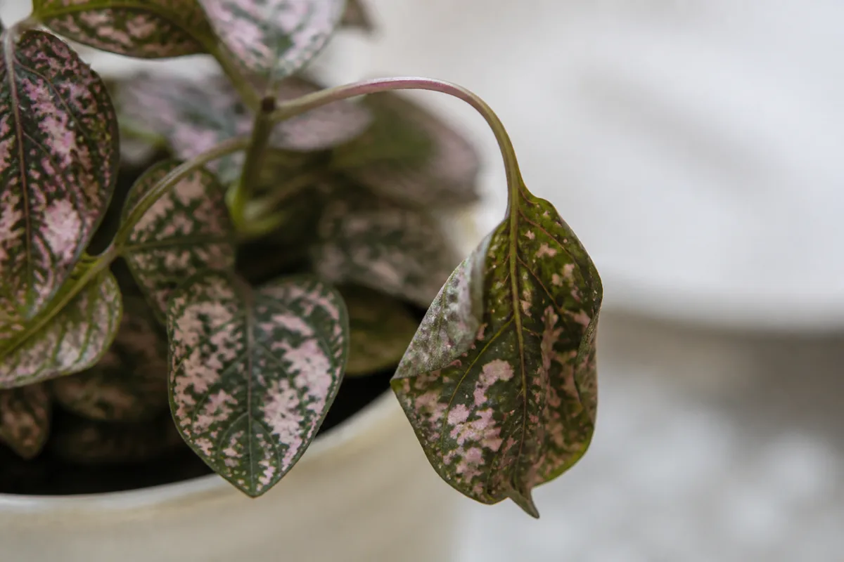 Close-up of Drooping Leaves on Polka Dot Plant - diagnostic detail
