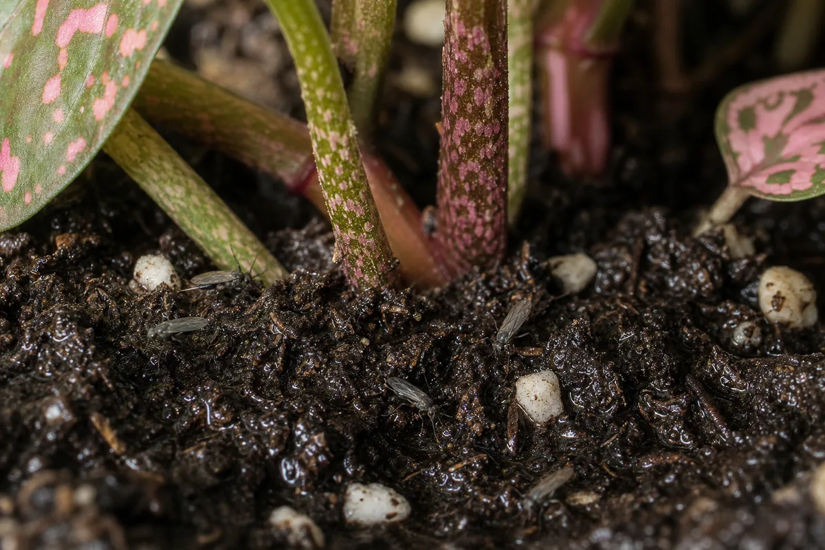 Close-up of Fungus Gnats on Polka Dot Plant - diagnostic detail