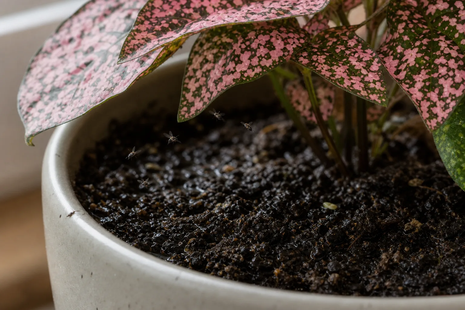 Fungus Gnats on Polka Dot Plant - visible symptom on the plant
