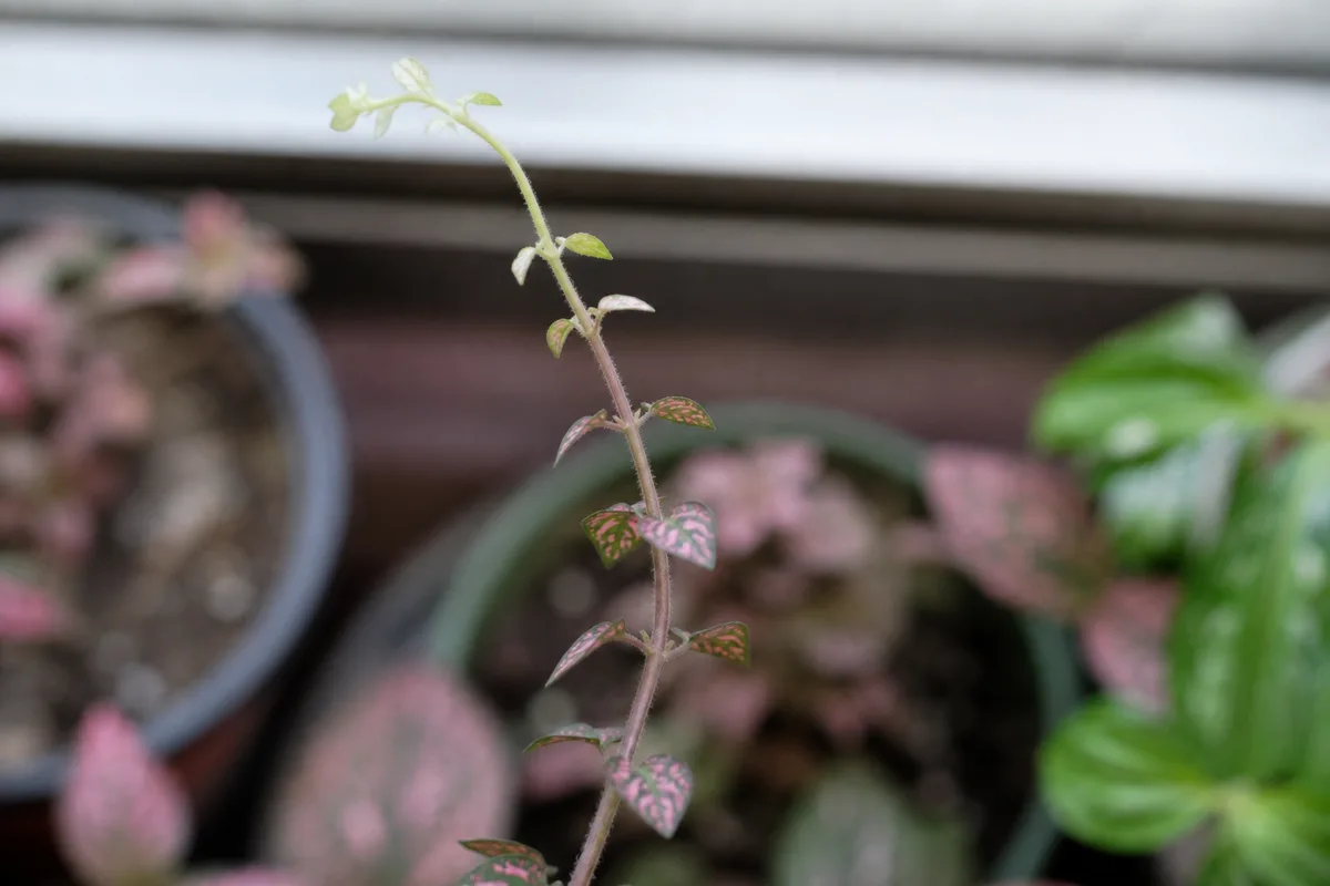 Close-up of Leggy Growth on Polka Dot Plant - diagnostic detail