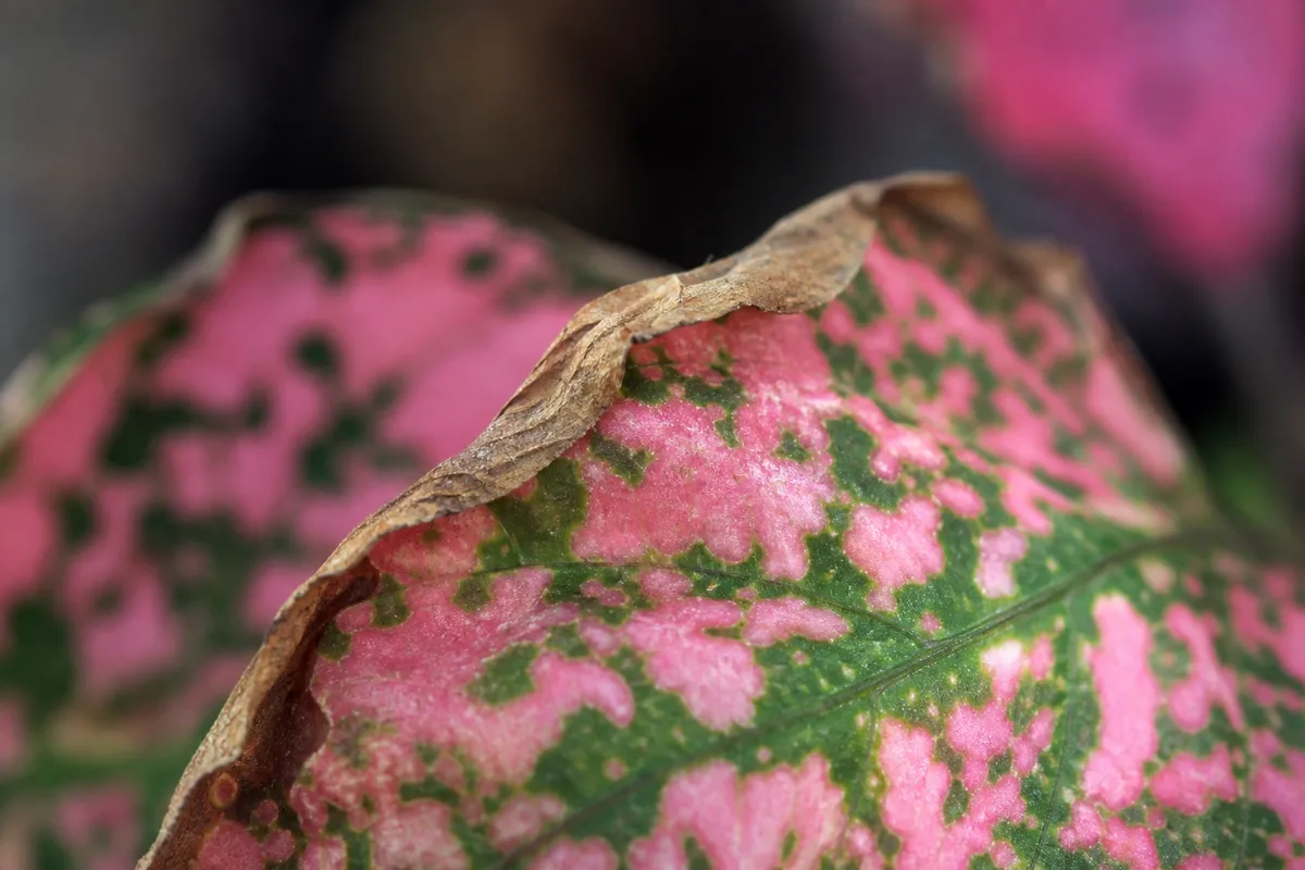 Close-up of Low Humidity on Polka Dot Plant - diagnostic detail