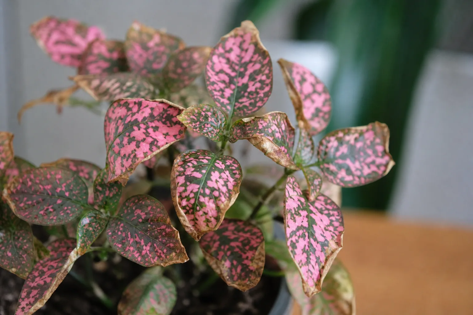 Low Humidity on Polka Dot Plant - visible symptom on the plant