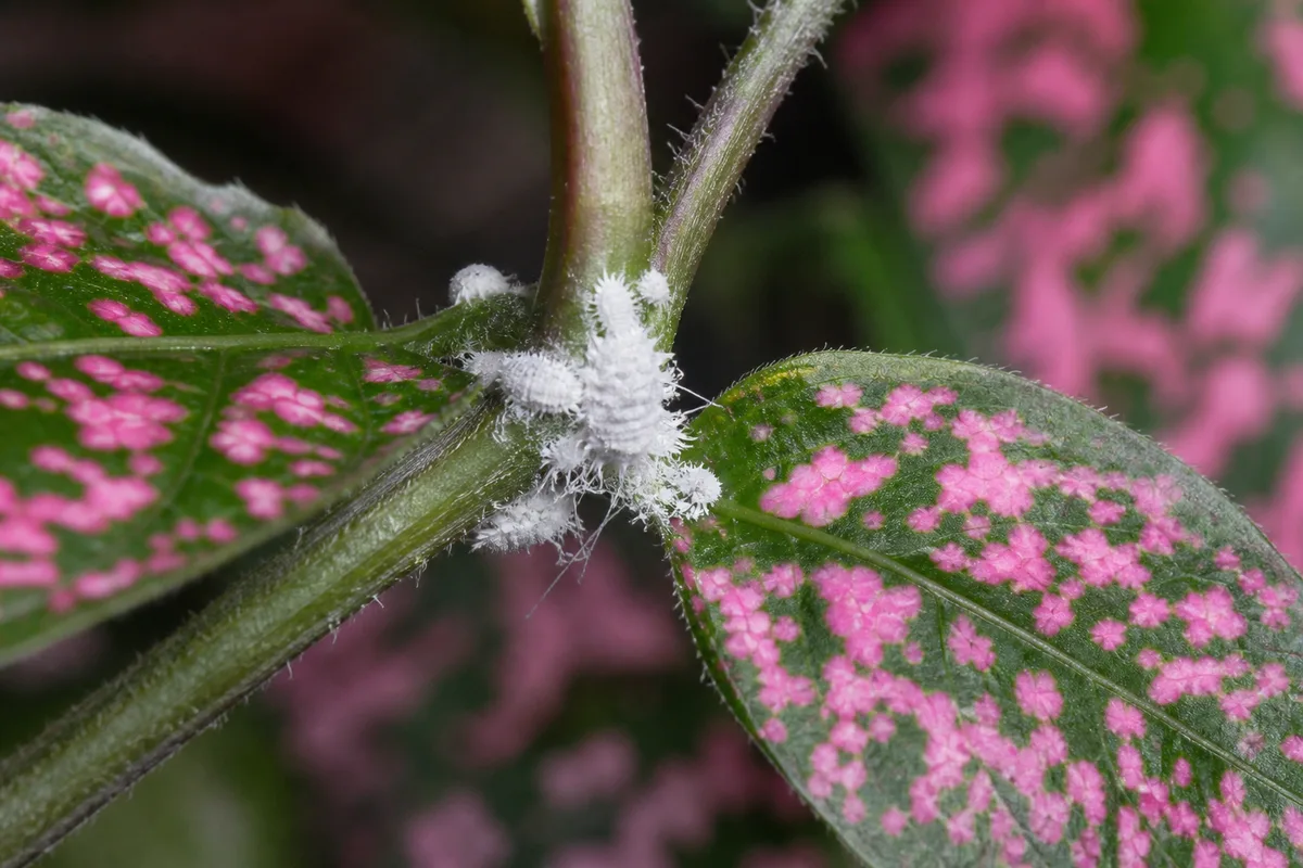 Close-up of Mealybugs on Polka Dot Plant - diagnostic detail