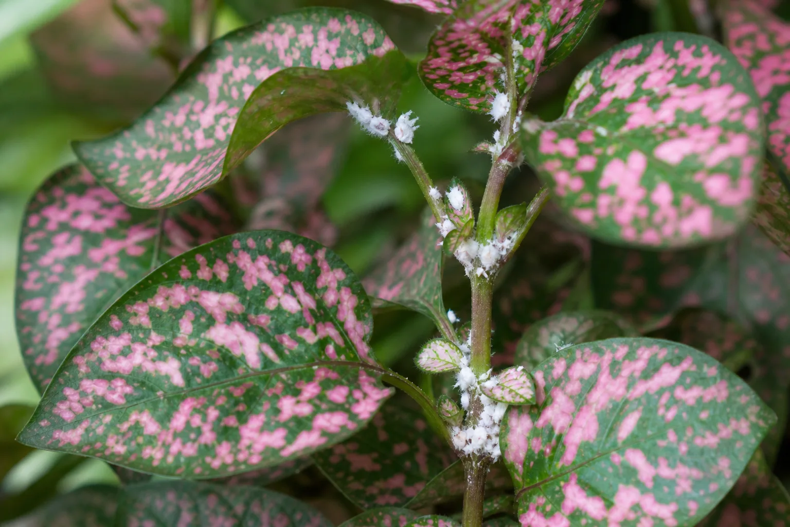 Mealybugs on Polka Dot Plant - visible symptom on the plant
