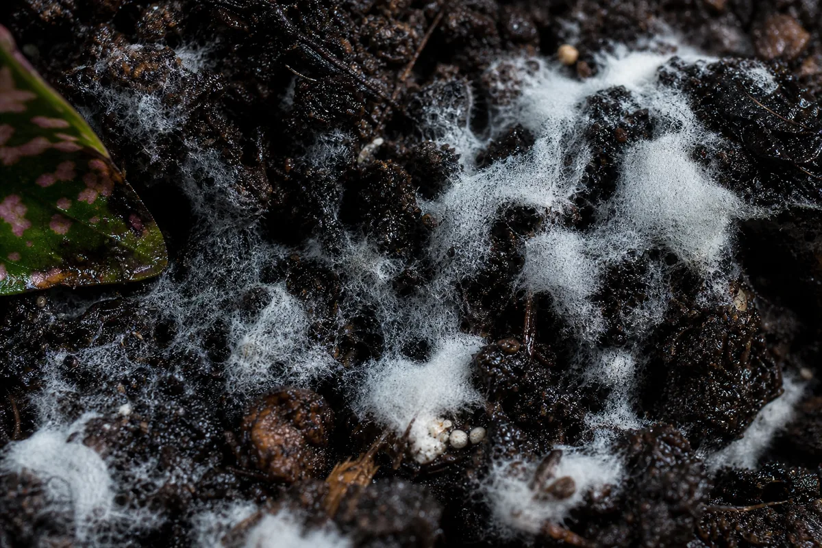 Close-up of Mold on Soil on Polka Dot Plant - diagnostic detail