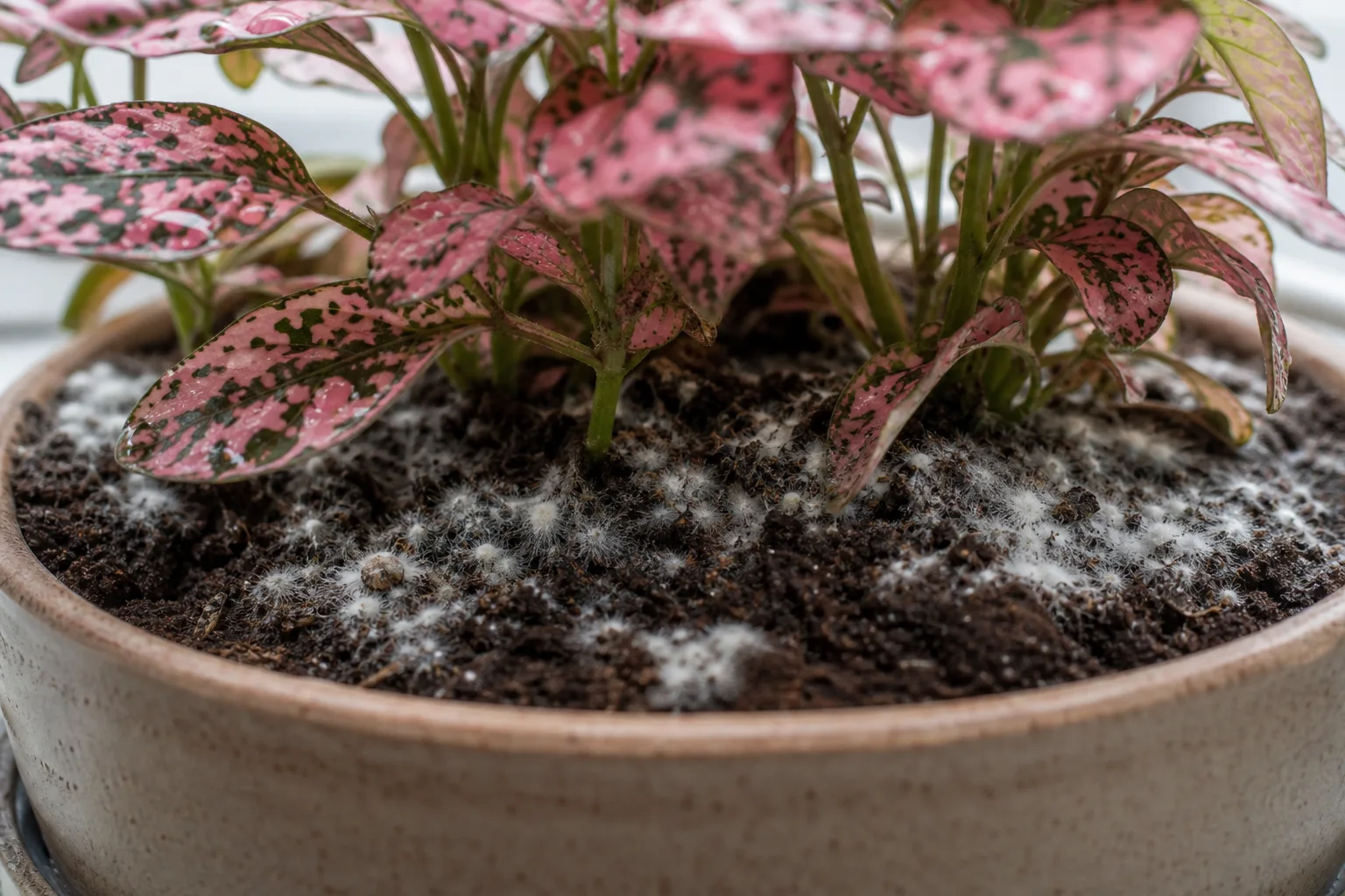 Mold on Soil on Polka Dot Plant - visible symptom on the plant