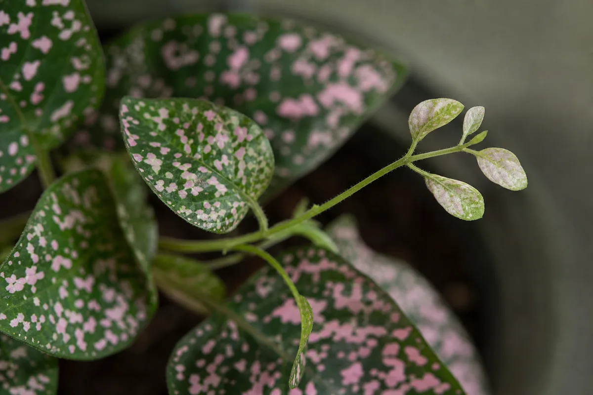 Close-up of Not Enough Light on Polka Dot Plant - diagnostic detail