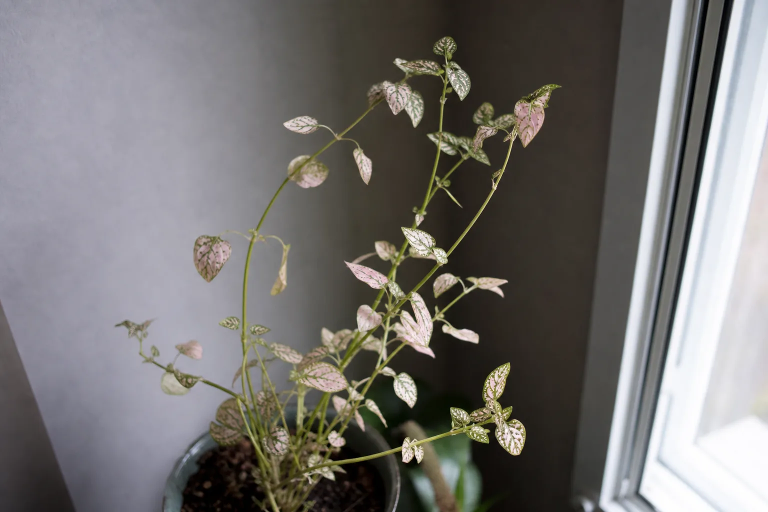 Not Enough Light on Polka Dot Plant - visible symptom on the plant