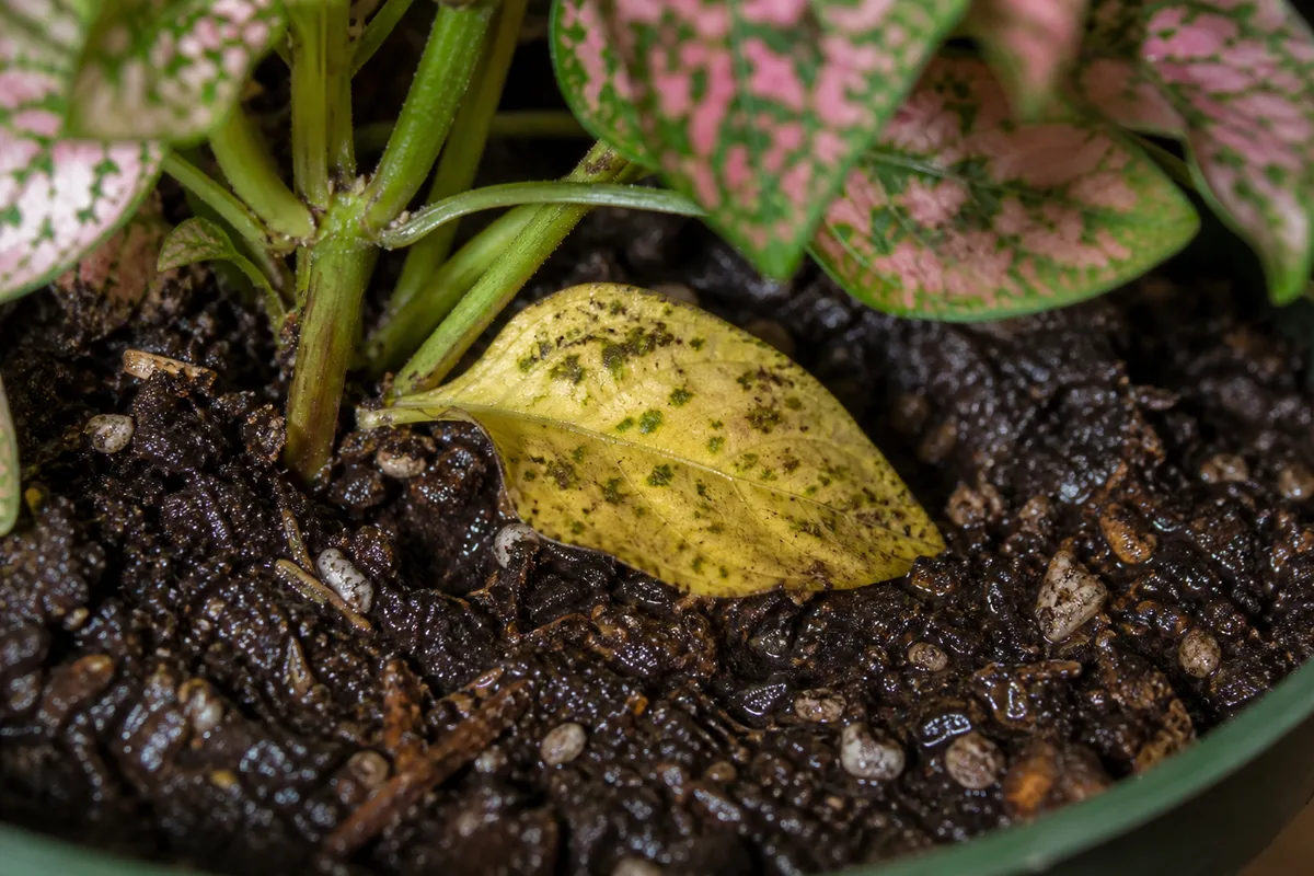 Close-up of Overwatering on Polka Dot Plant - diagnostic detail