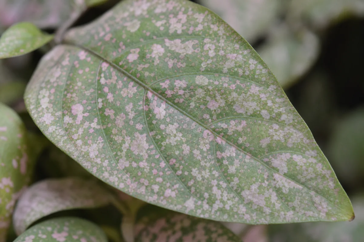 Close-up of Pale Leaves on Polka Dot Plant - diagnostic detail