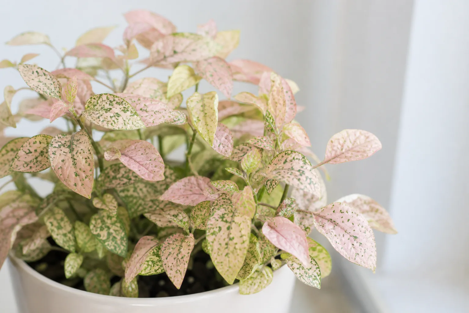 Pale Leaves on Polka Dot Plant - visible symptom on the plant