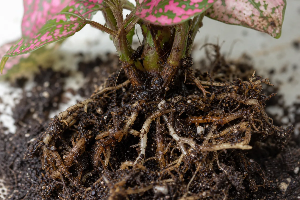 Close-up of Root Rot on Polka Dot Plant - diagnostic detail