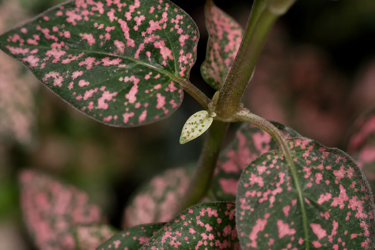 Close-up of Slow Growth on Polka Dot Plant - diagnostic detail