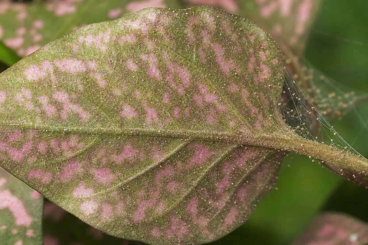 Close-up of Spider Mites on Polka Dot Plant - diagnostic detail