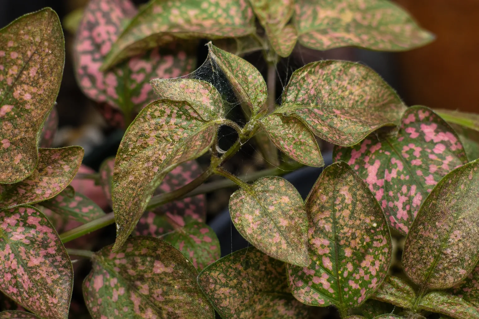 Spider Mites on Polka Dot Plant - visible symptom on the plant
