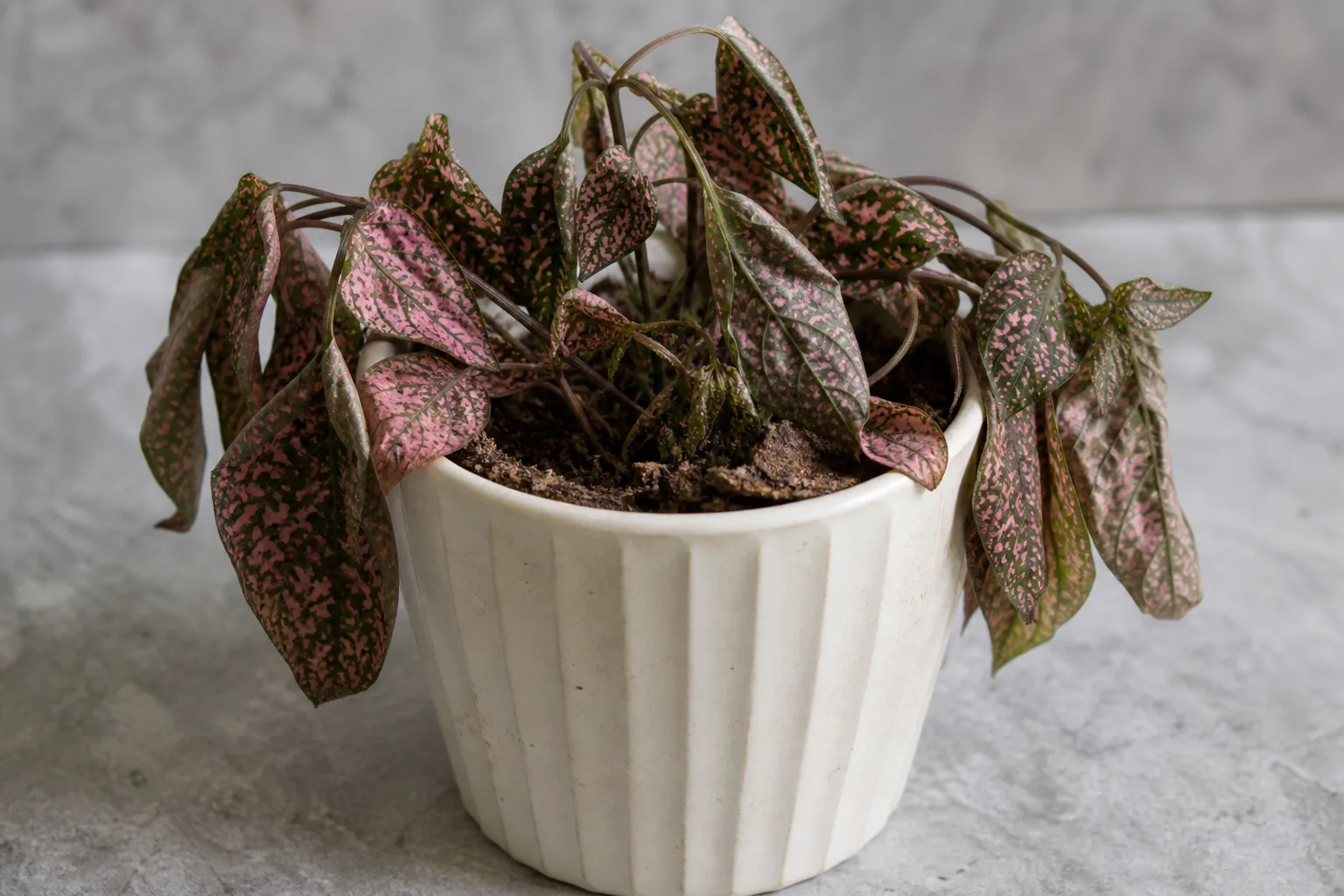 Underwatering on Polka Dot Plant - visible symptom on the plant