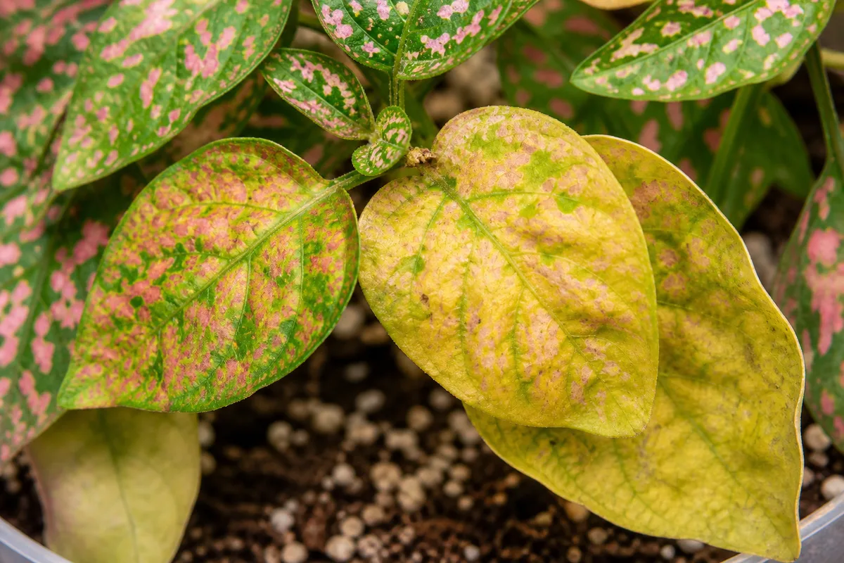 Close-up of Yellow Leaves on Polka Dot Plant - diagnostic detail