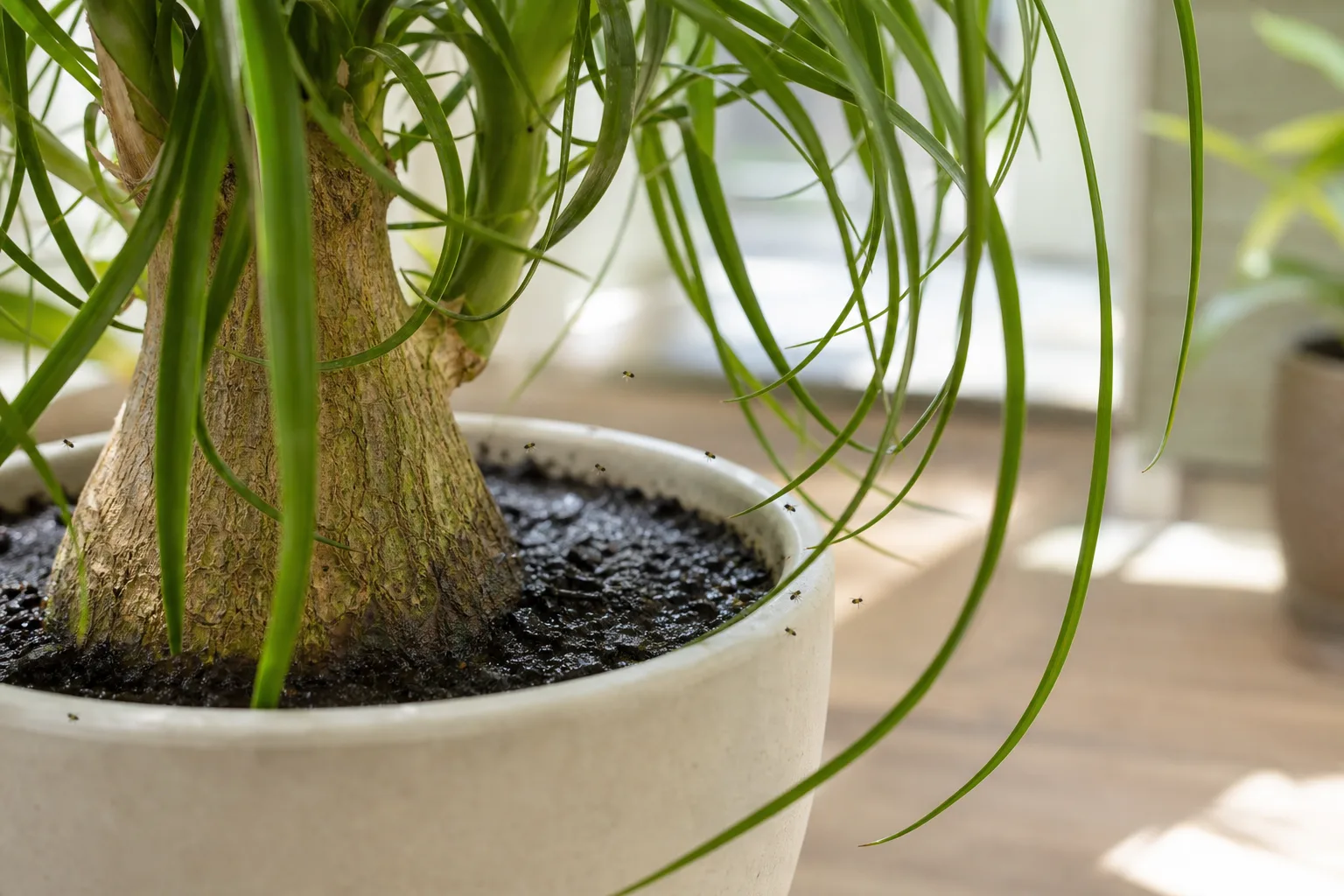 Fungus Gnats on Ponytail Palm - visible symptom on the plant