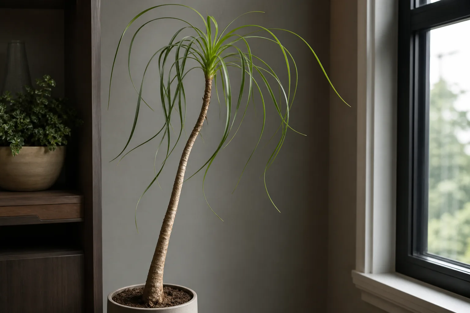 Ponytail palm showing pale stretched leaves from insufficient light near a dim window