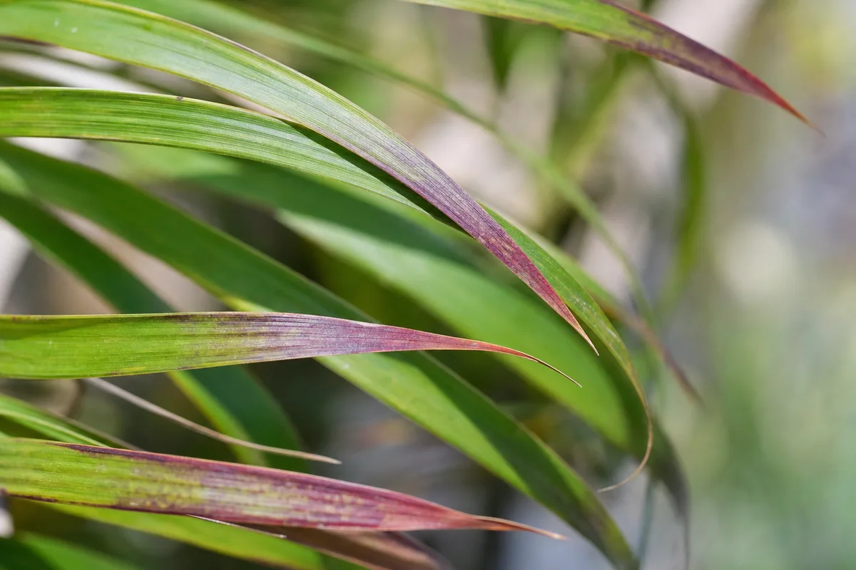 Close-up of Purple Leaves on Ponytail Palm - diagnostic detail