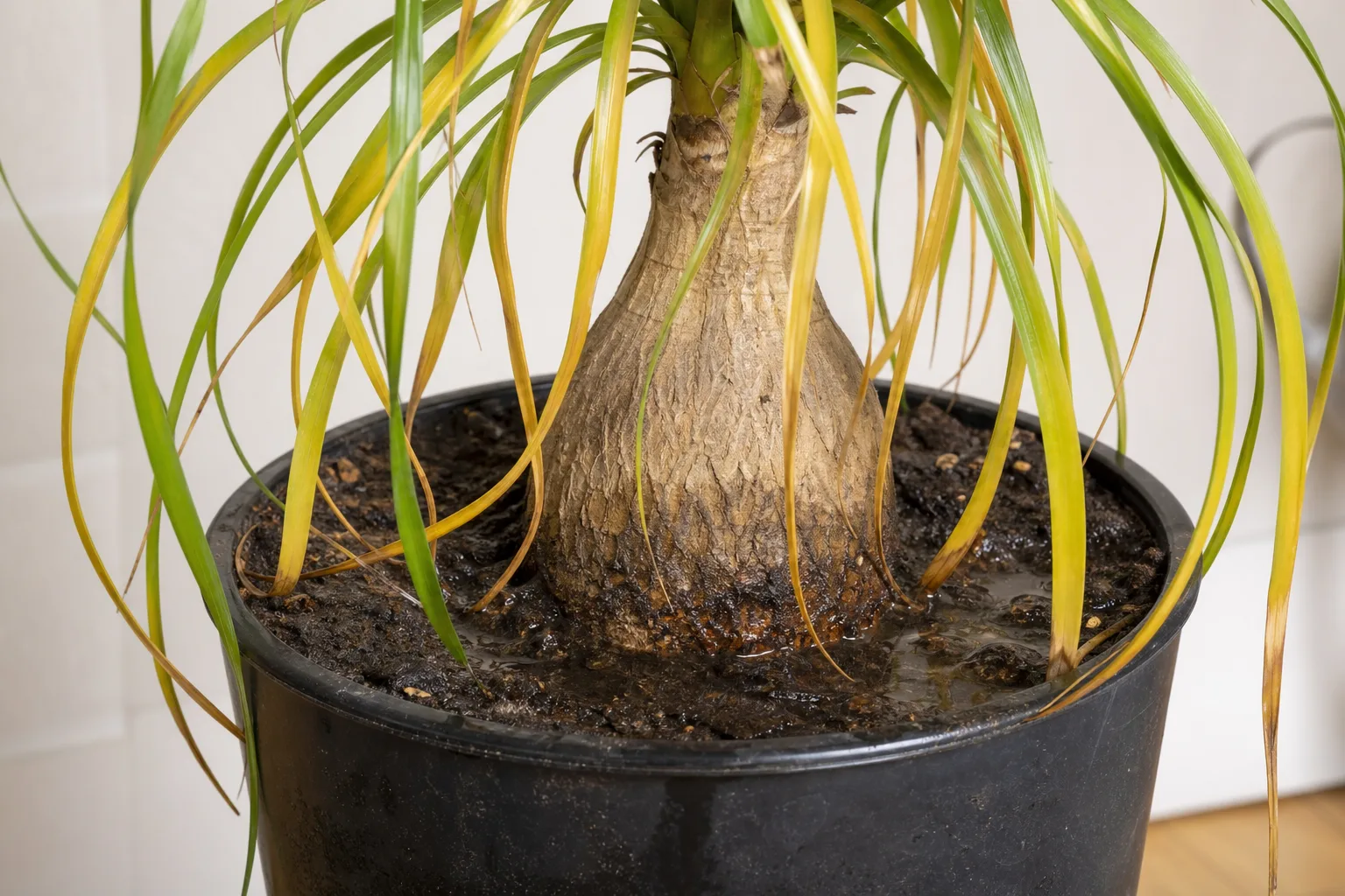 Root Rot on Ponytail Palm - visible symptom on the plant