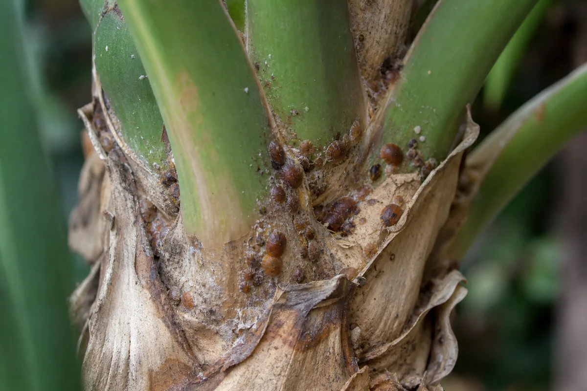 Close-up of Scale Insects on Ponytail Palm - diagnostic detail
