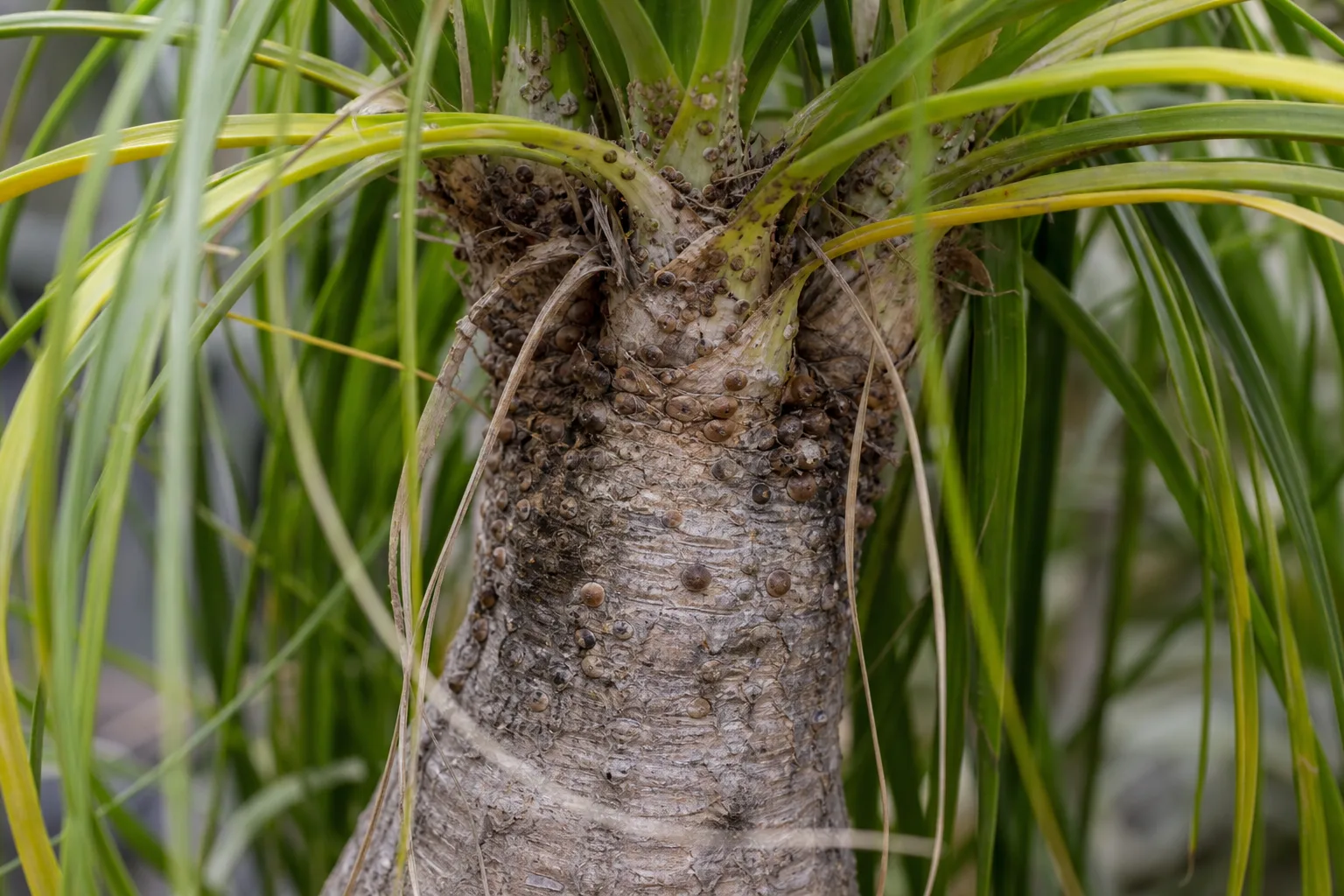 Scale Insects on Ponytail Palm - visible symptom on the plant