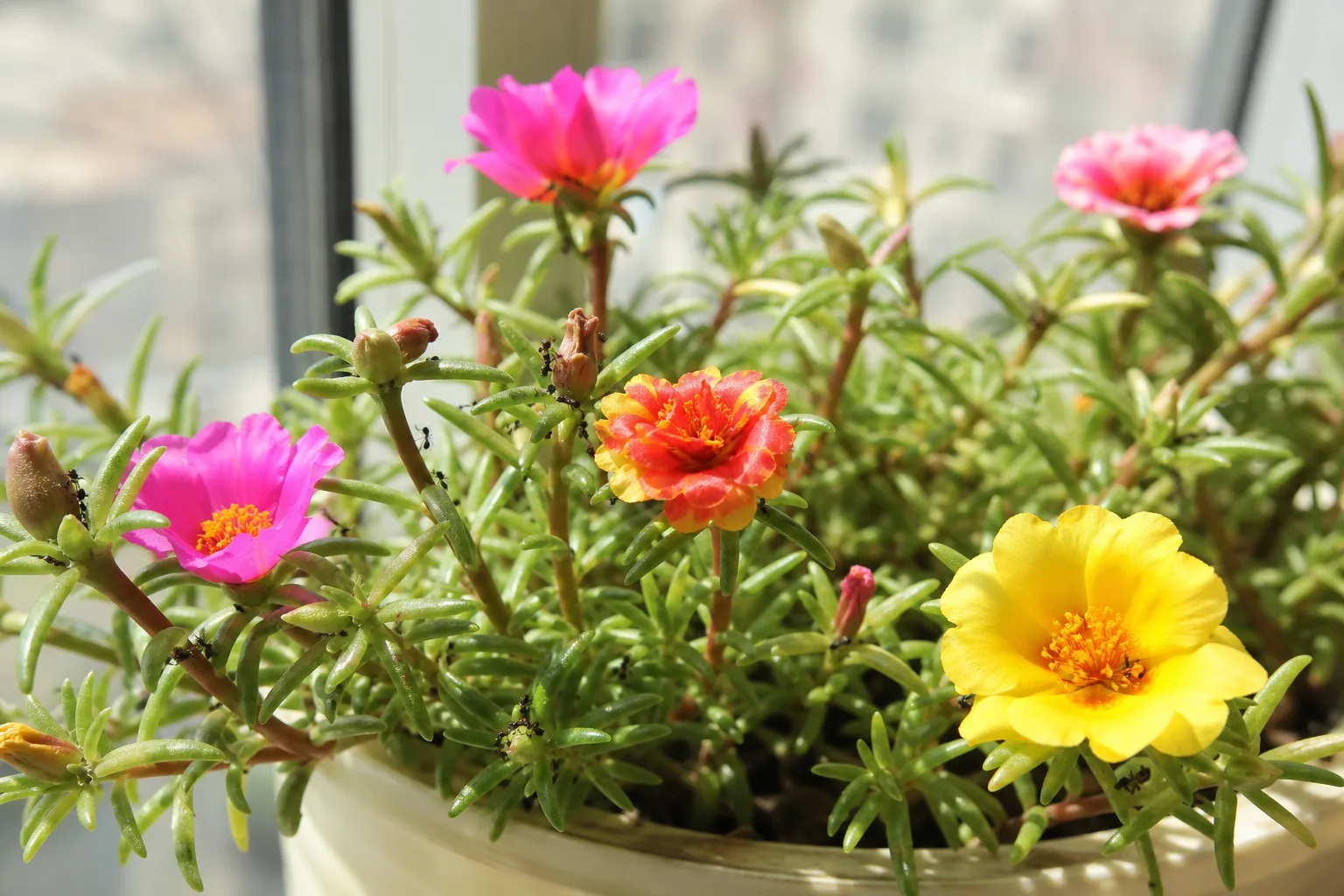 Ants on Plant on Portulaca - visible symptom on the plant