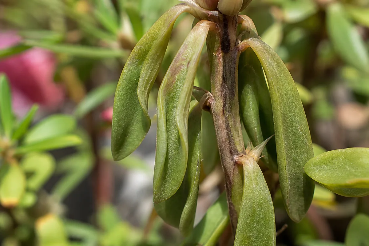 Close-up of Bacterial Wilt on Portulaca - diagnostic detail