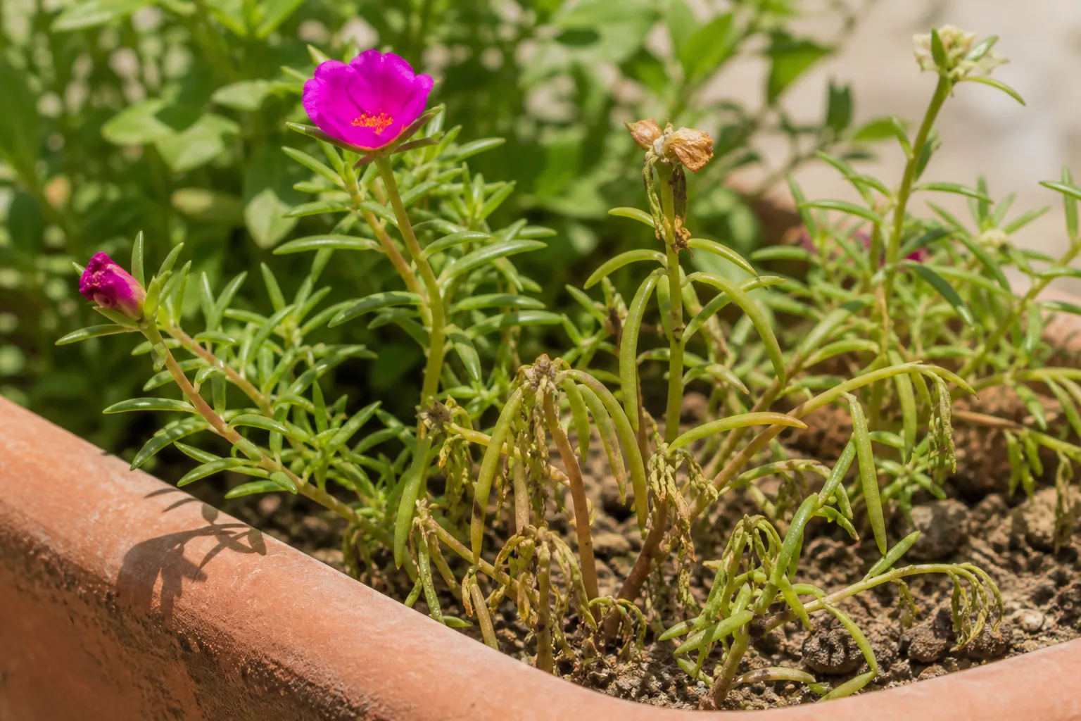 Bacterial Wilt on Portulaca - visible symptom on the plant