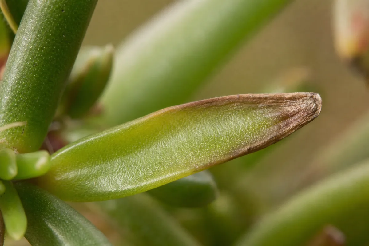 Close-up of Brown Leaves on Portulaca - diagnostic detail