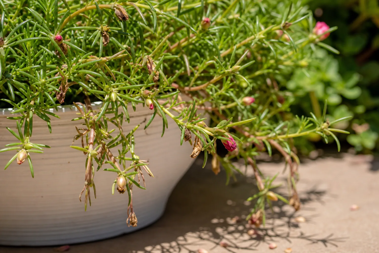 Bud Drop on Portulaca - visible symptom on the plant